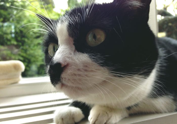 catsitting-2 catsitting-2