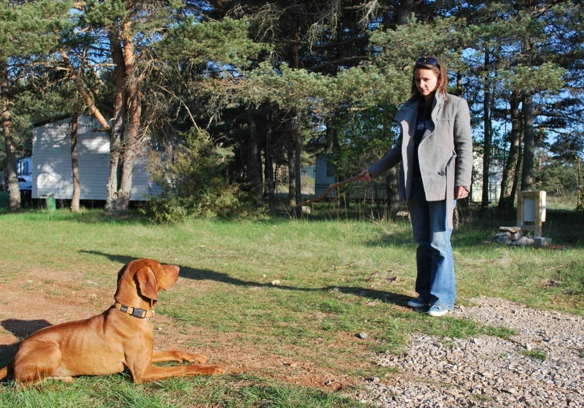 dogtraining-1 dogtraining-1
